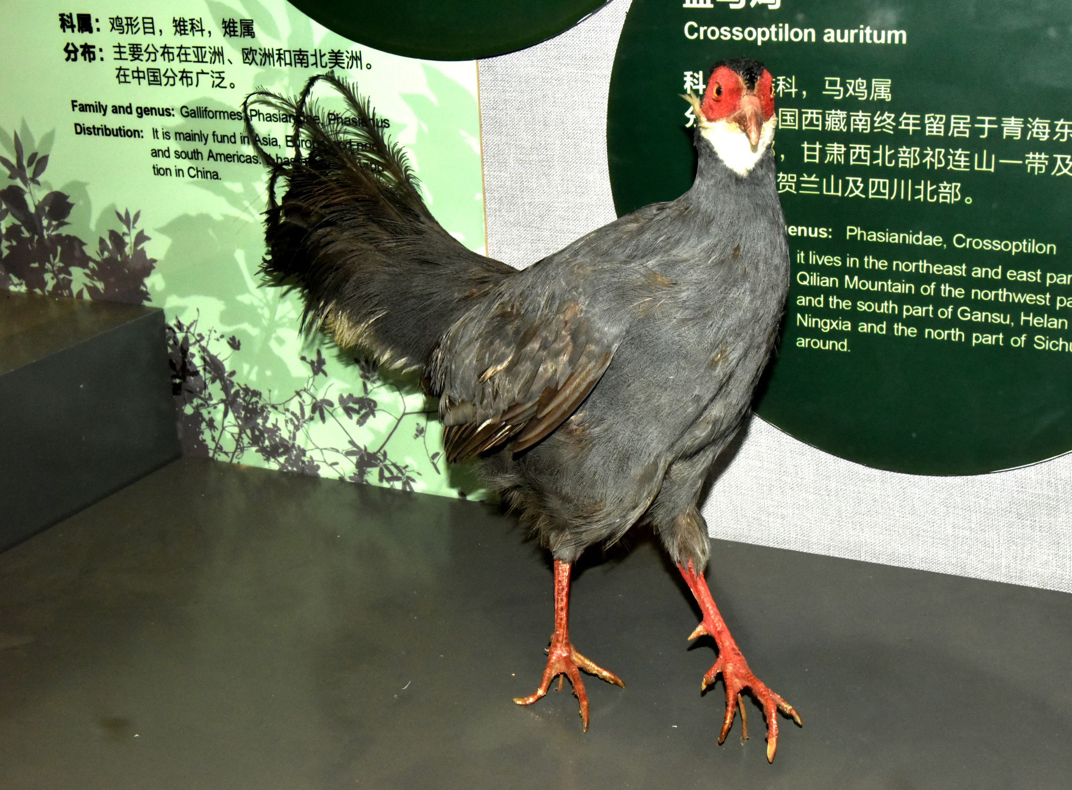 中国独有最美的鸡，堪称蓝色妖姬！|蓝马鸡|马鸡|蓝灰色_新浪新闻