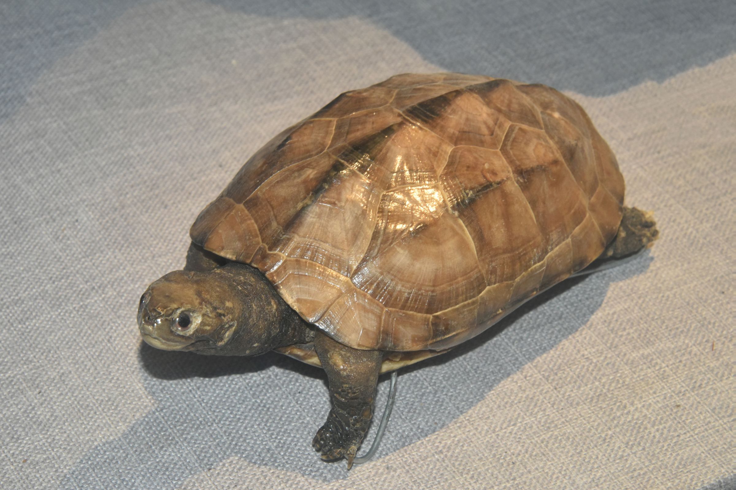 跨境实心仿真动物模型 陆龟 乌龟象龟棱皮龟象龟模型玩具摆件手办-阿里巴巴
