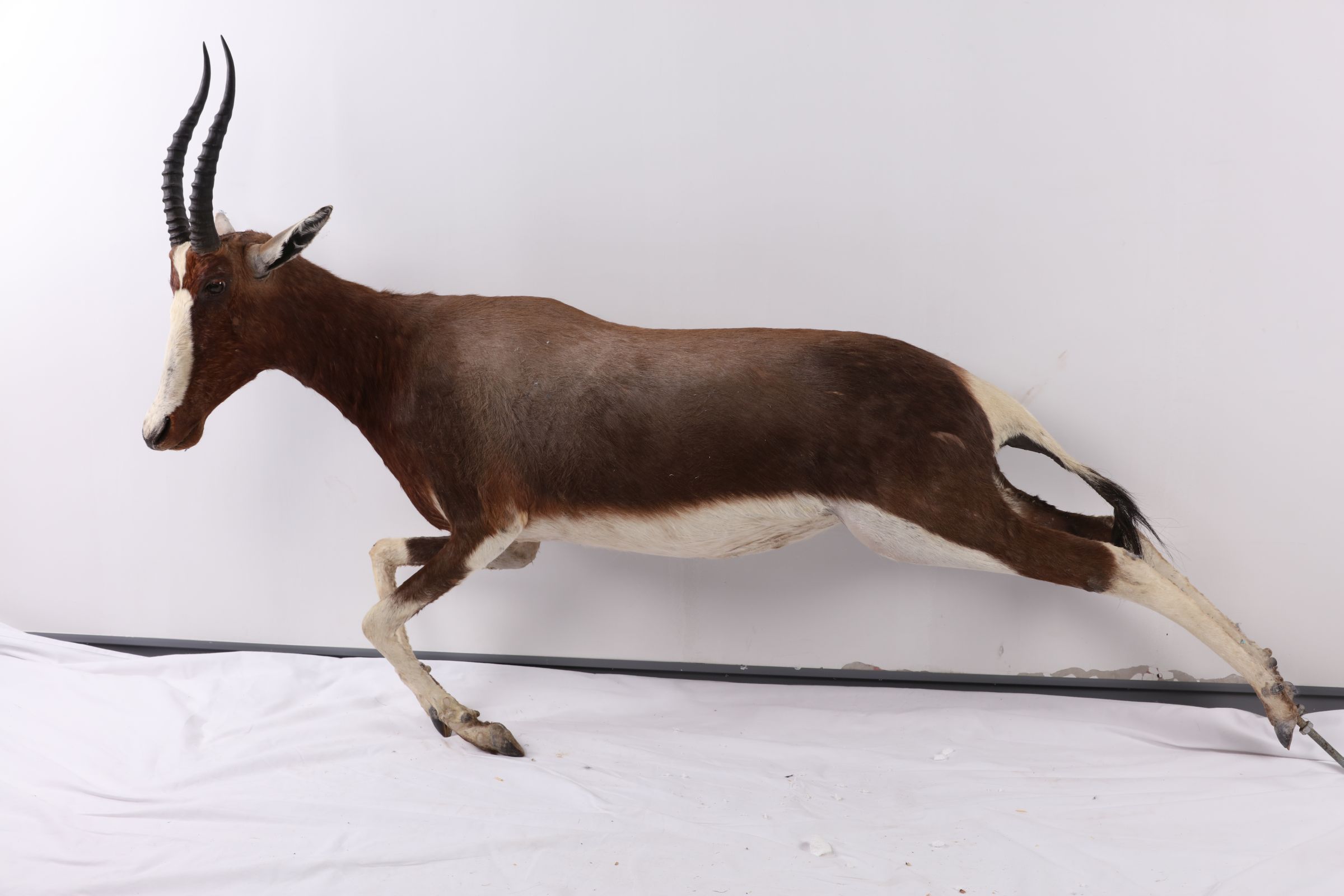 叉角羚 - 成都博物馆-人与自然贝林捐赠展