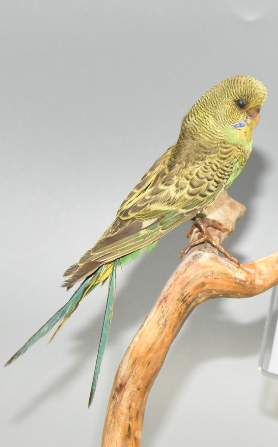 虎皮鹦鹉-长江文明馆