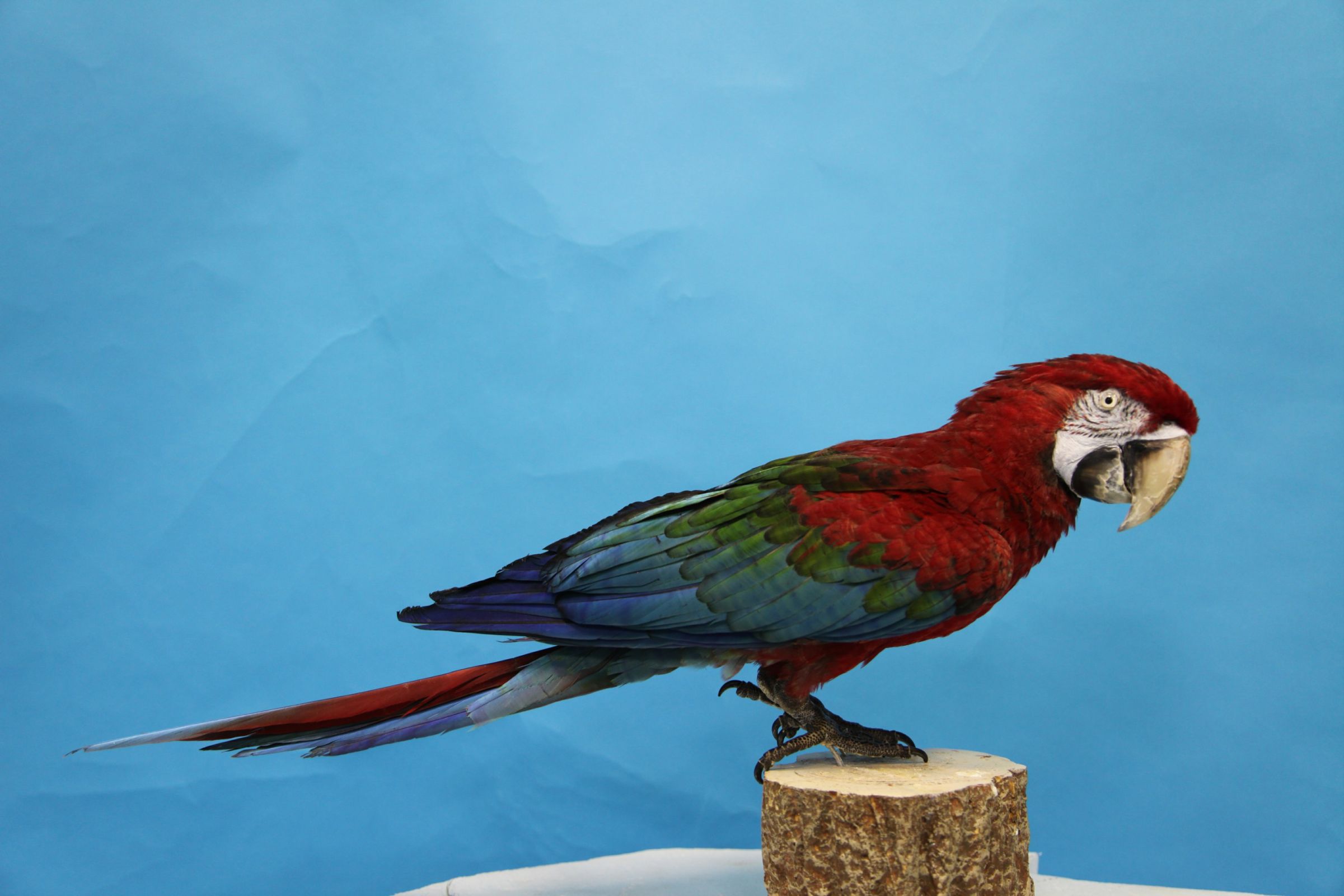 红绿金刚鹦鹉-长江文明馆