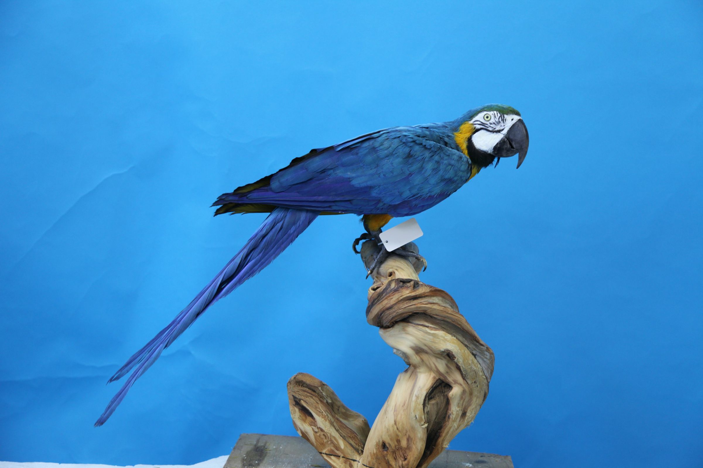 琉璃金刚鹦鹉-长江文明馆