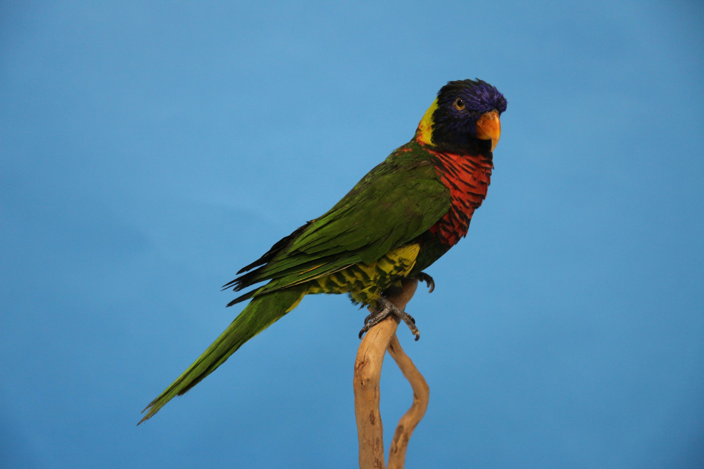 虹彩吸蜜鹦鹉-长江文明馆