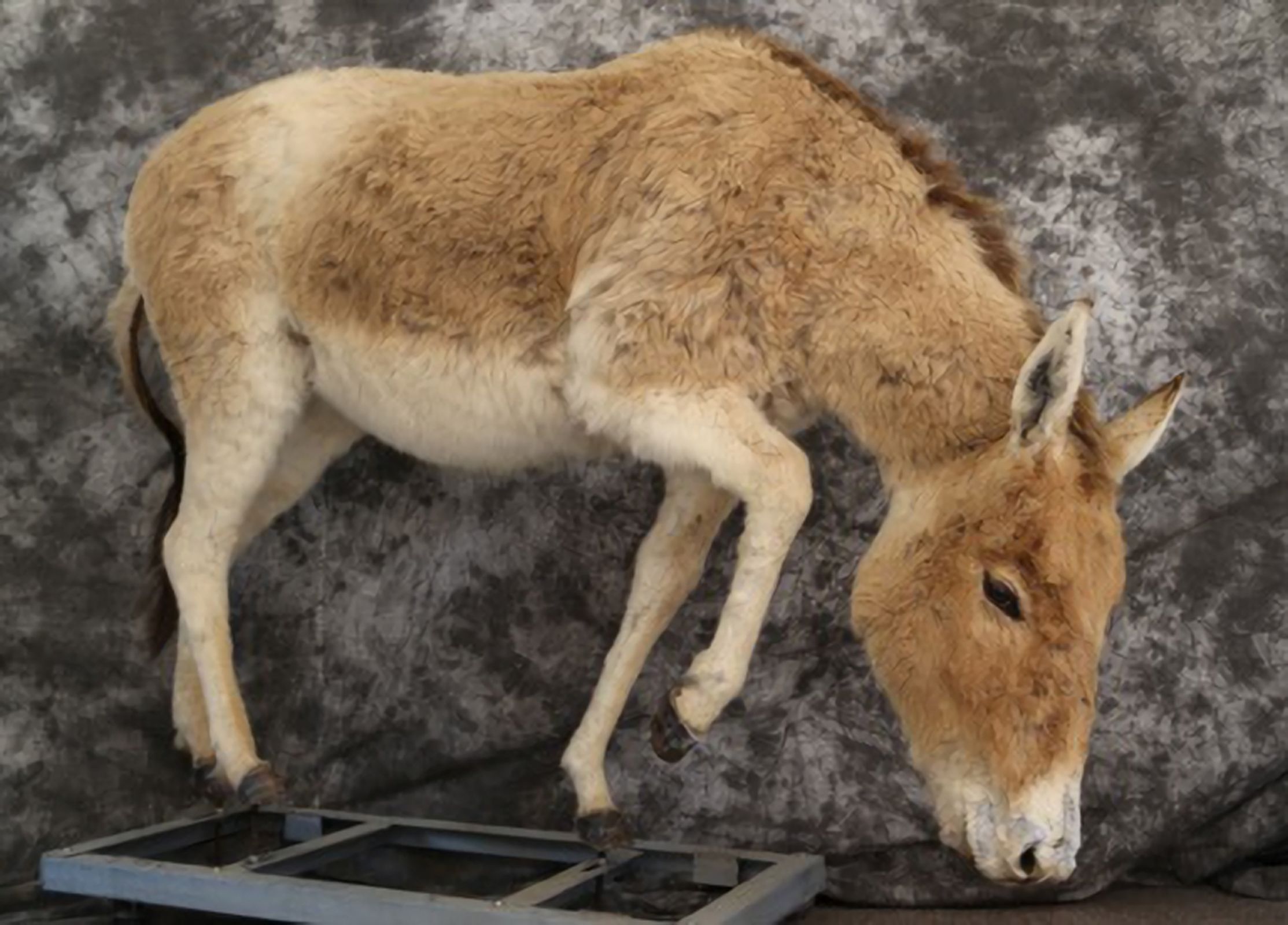 藏野驴：可可西里国家级自然保护区 - 江西林科网