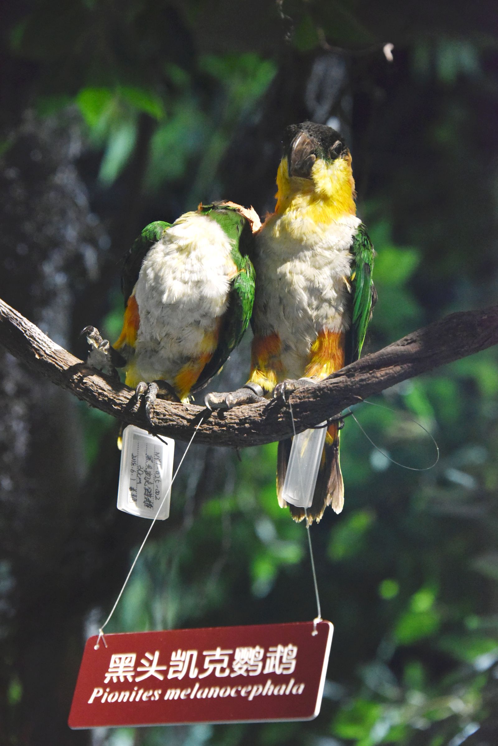 黑头凯克鹦鹉-长江文明馆