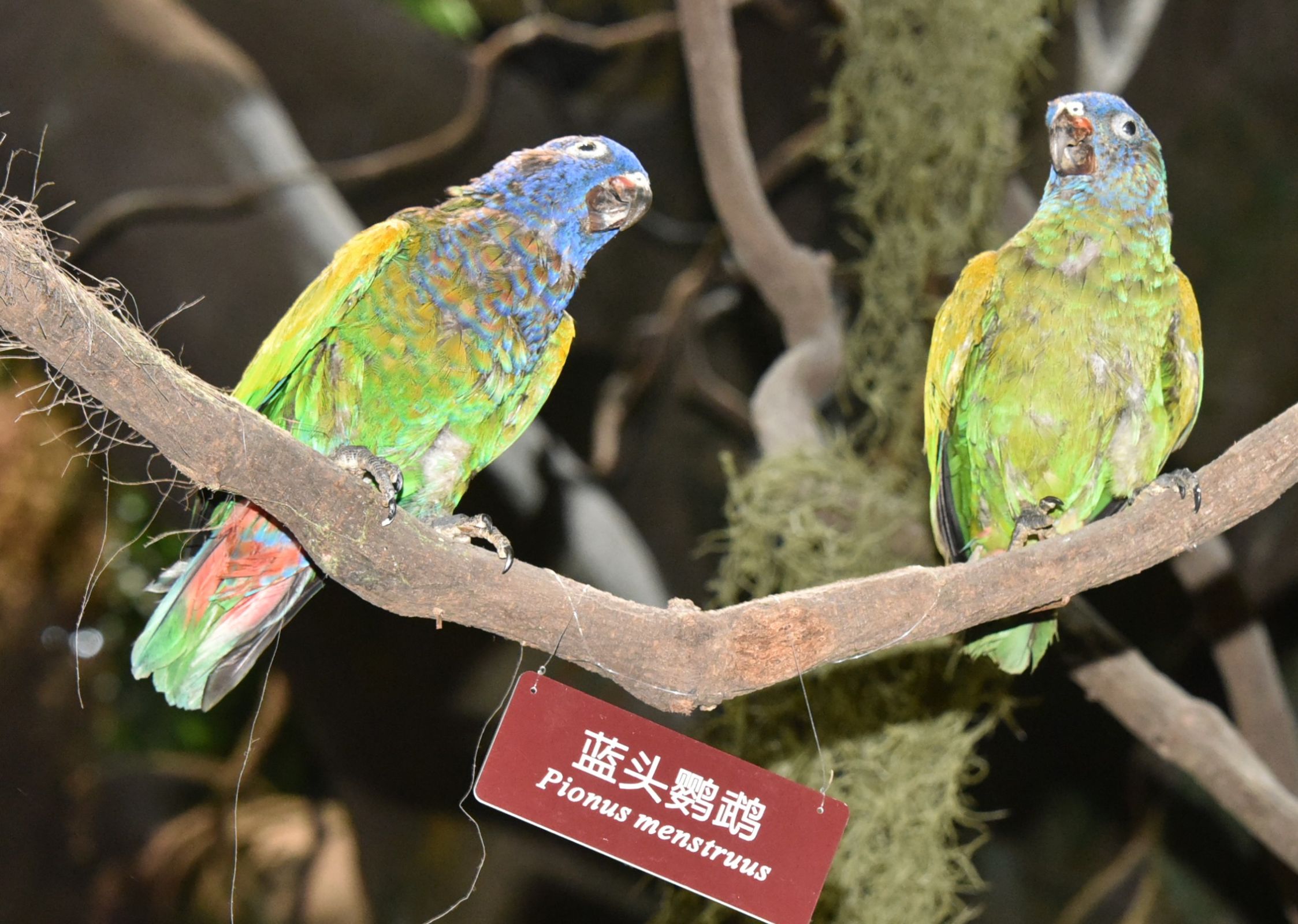 黄冠亚马逊鹦鹉-长江文明馆