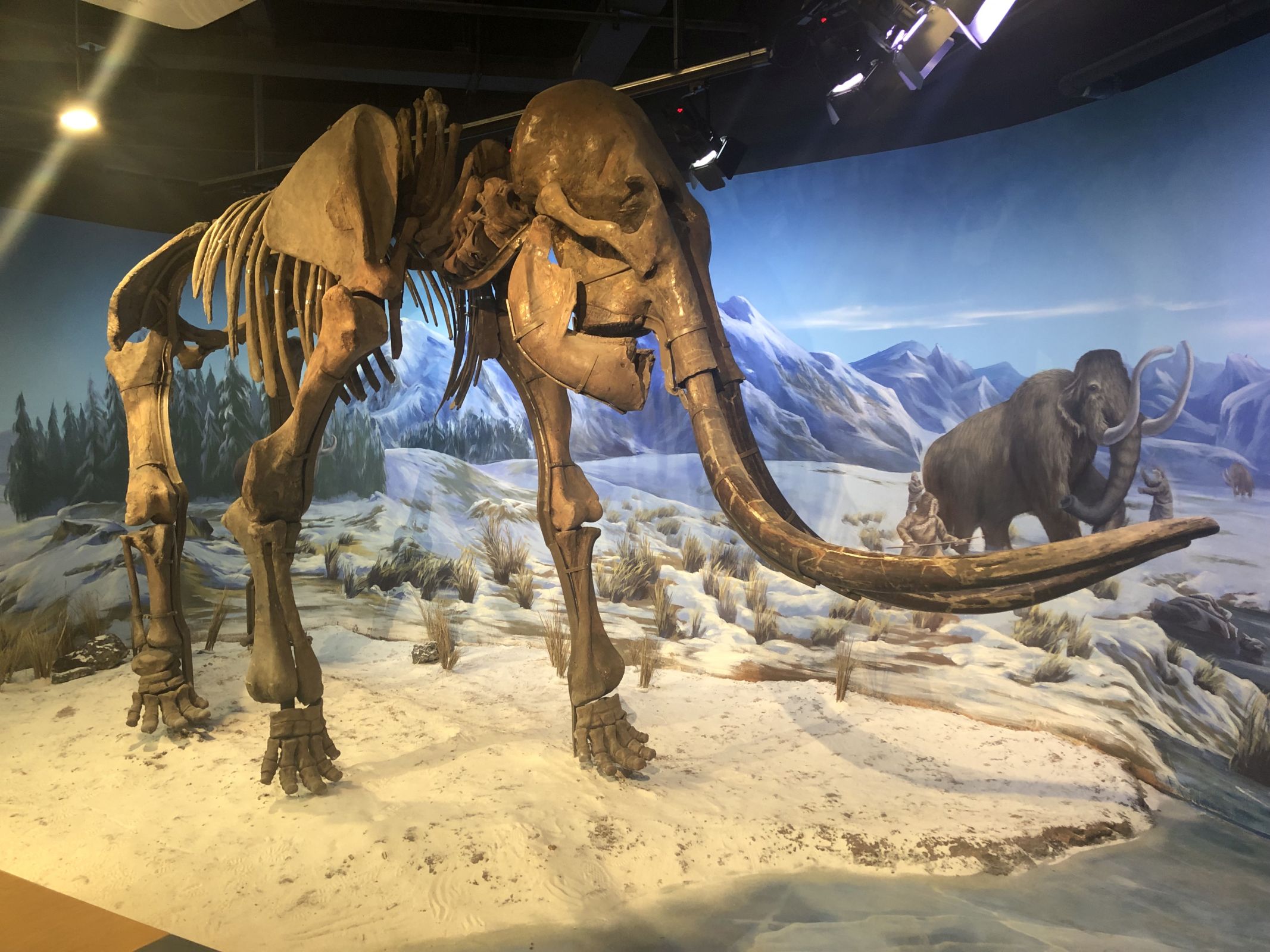 南京博物院里的猛犸象化石 - IC_photo