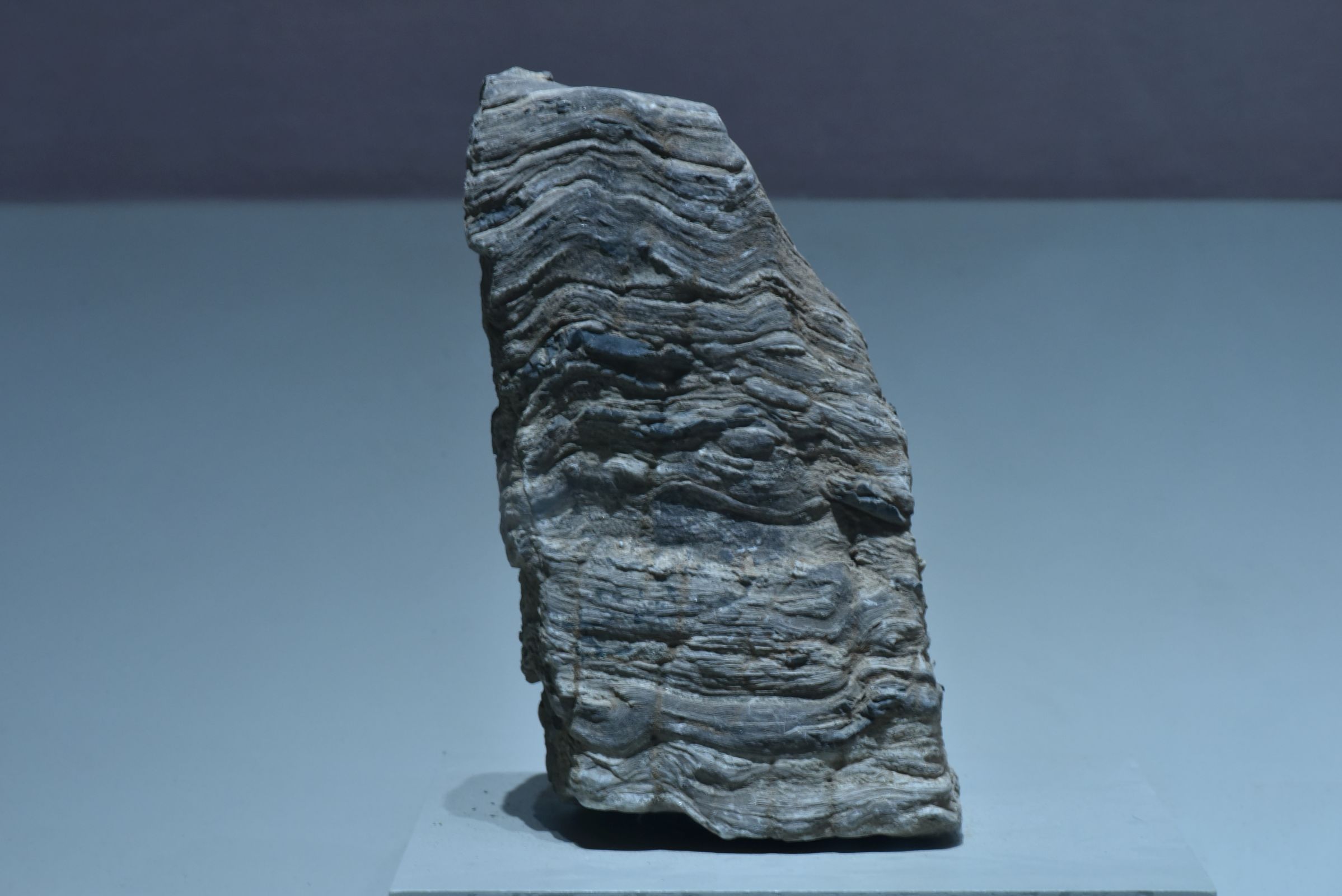 【博物故事⑧】叠层石：写在大地的史书-中国地质大学博物馆