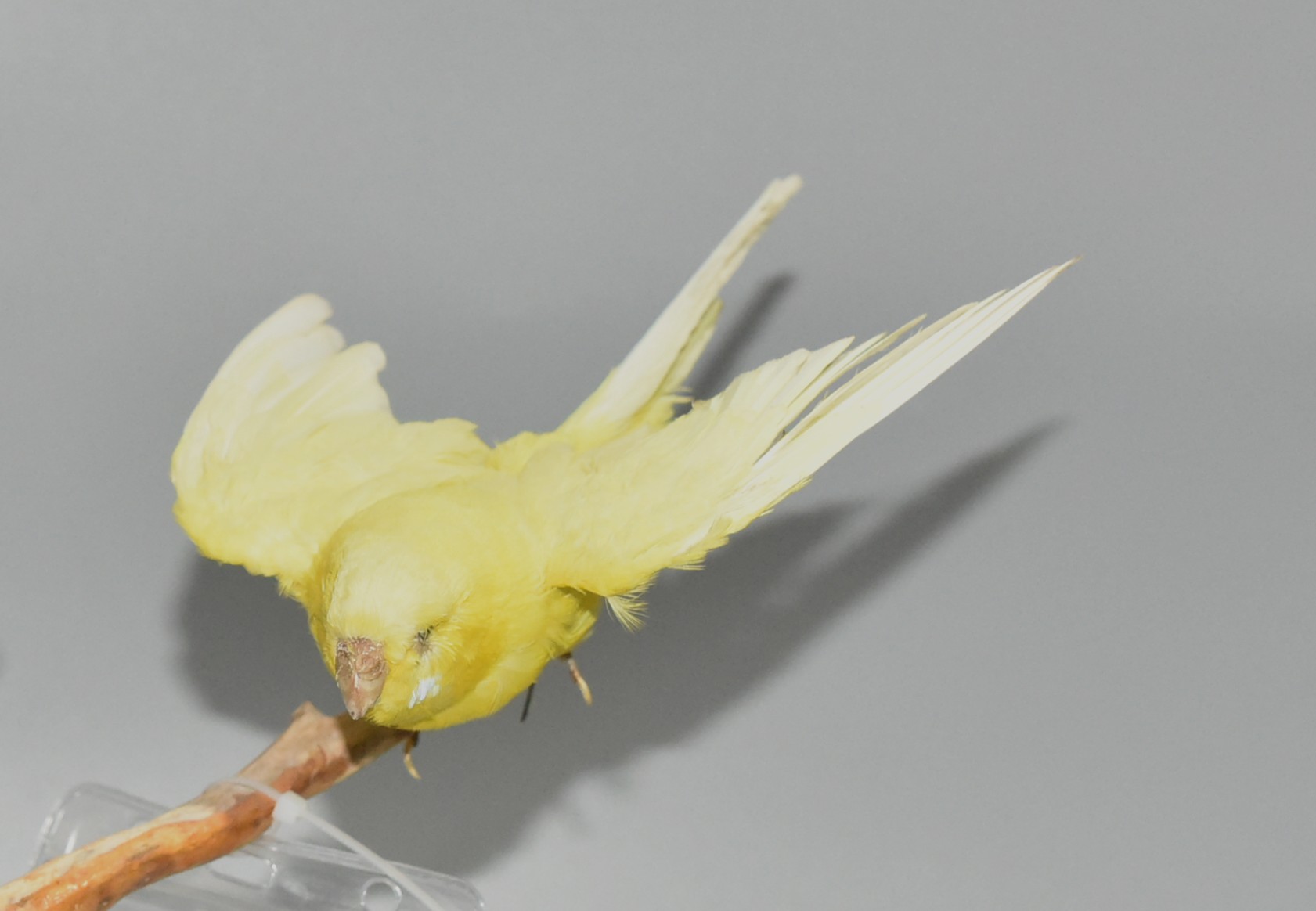 虎皮鹦鹉-长江文明馆