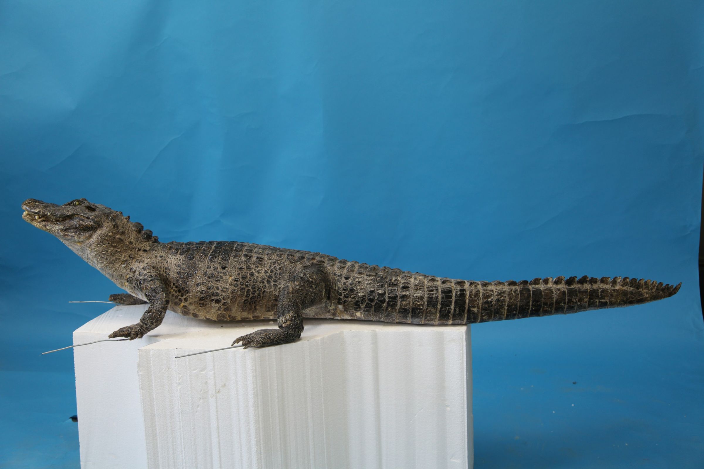 在佛罗里达大沼泽地游泳的大型短吻鳄照片摄影图片_ID:153742743-Veer图库