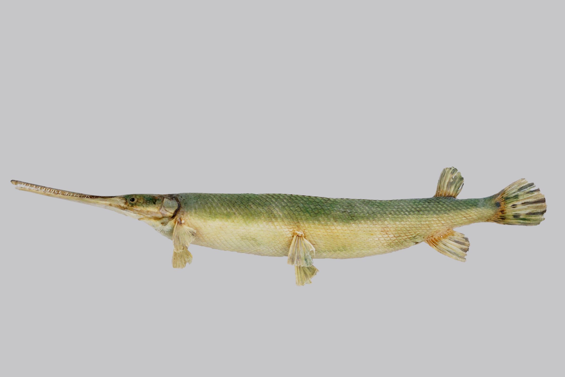 分类:硬骨鱼纲雀鳝目雀鳝科骨雀鳝属拉丁名:atractosteus tristoechus